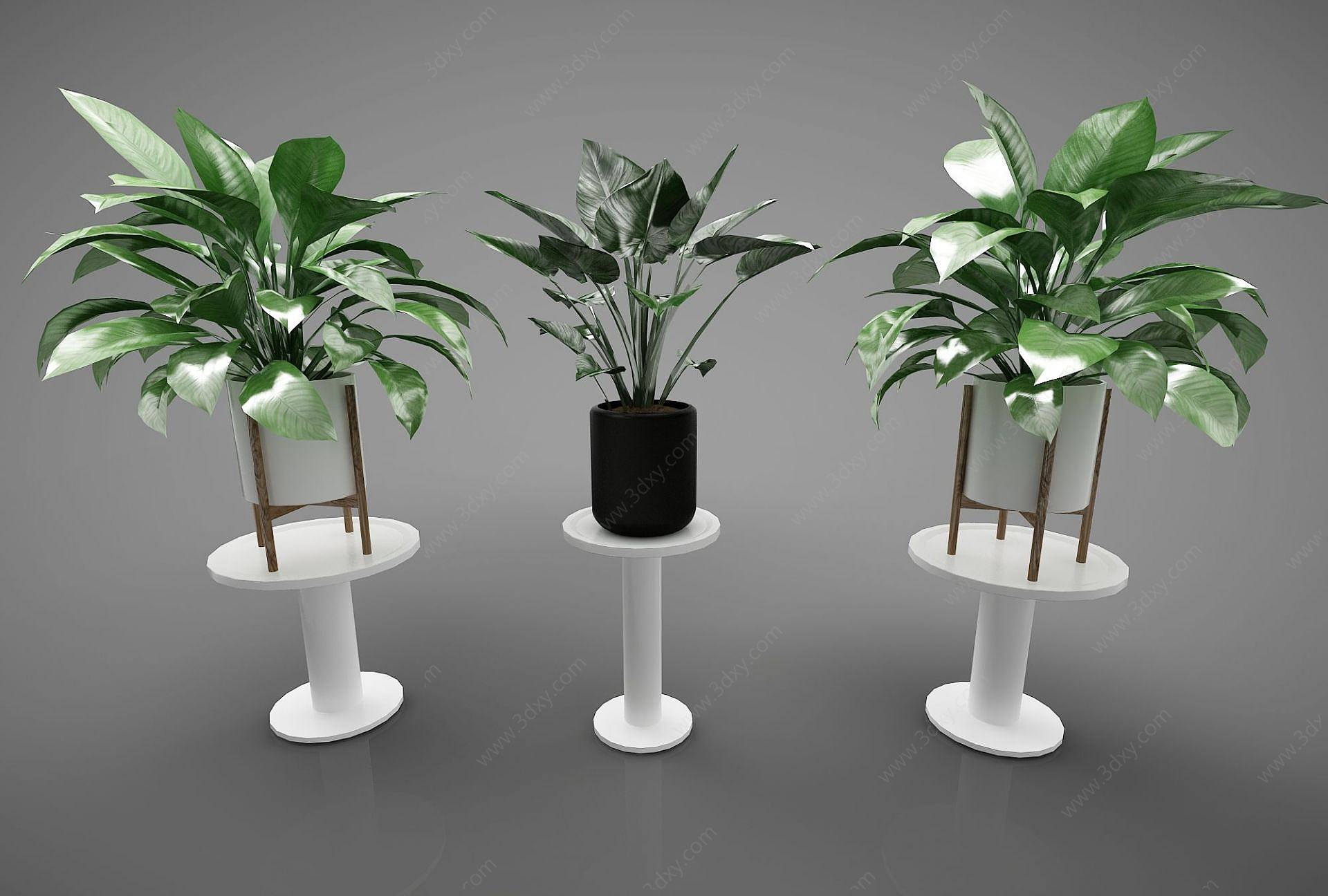 植物3D模型