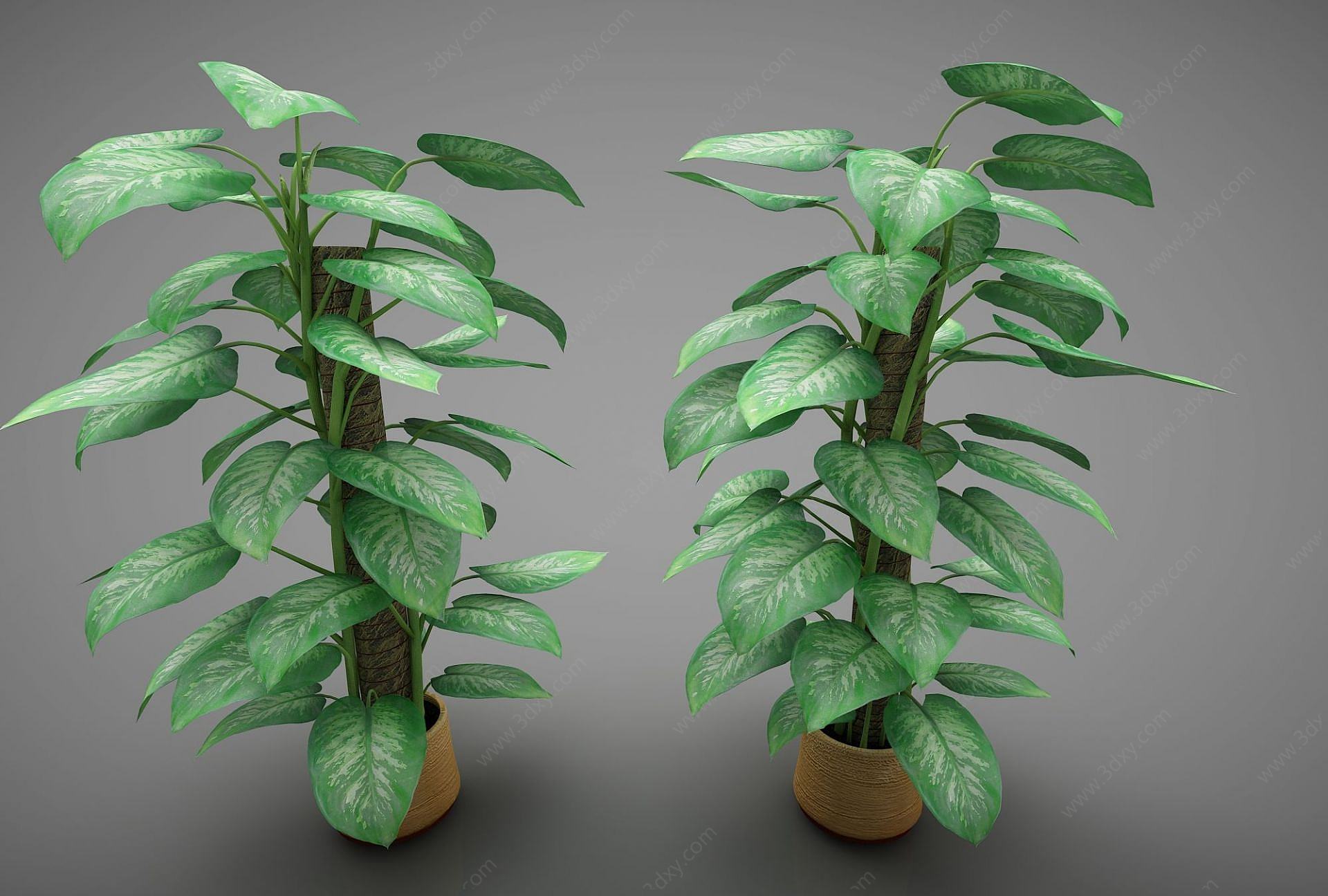 现代风格植物3D模型