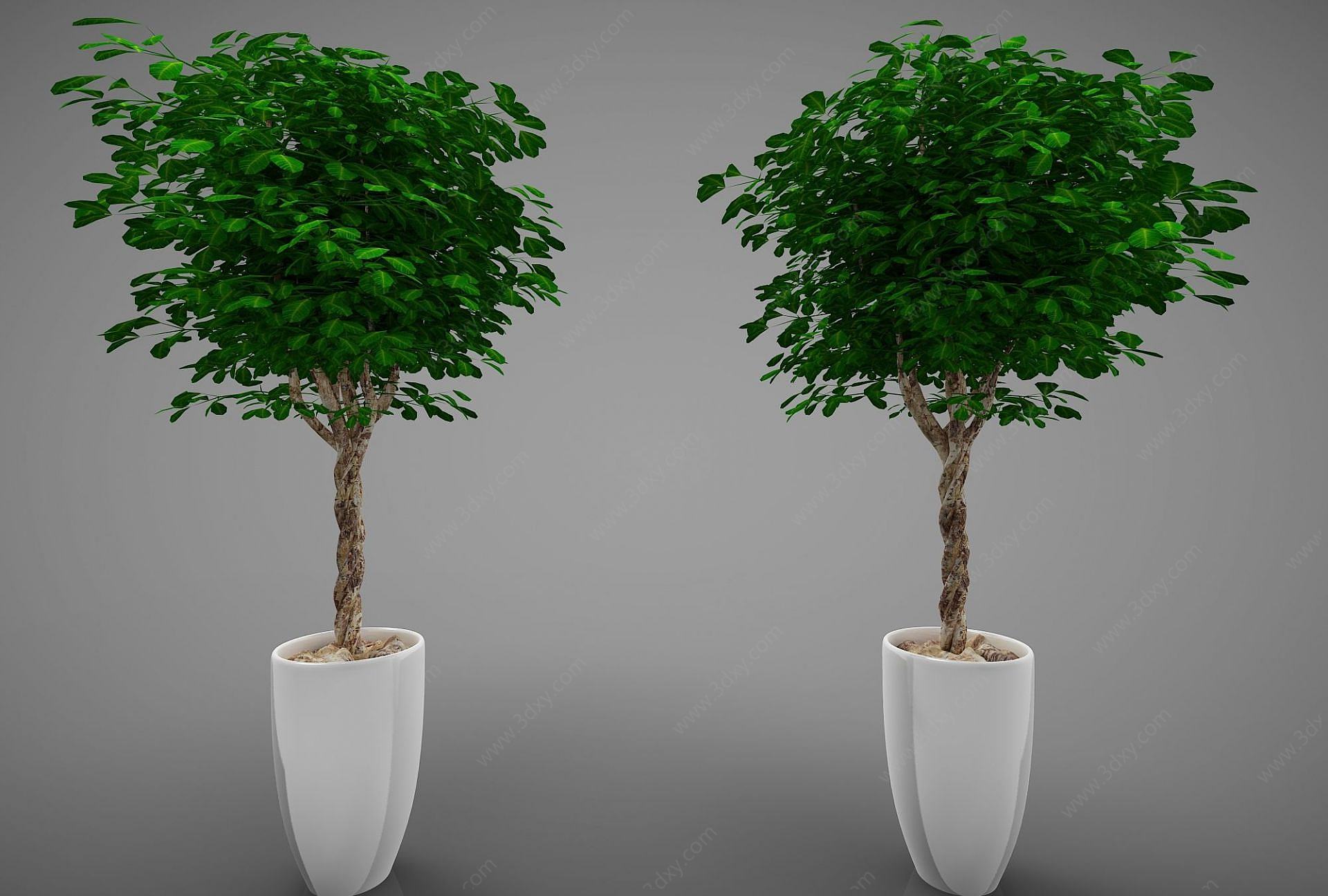 现代风格植物3D模型