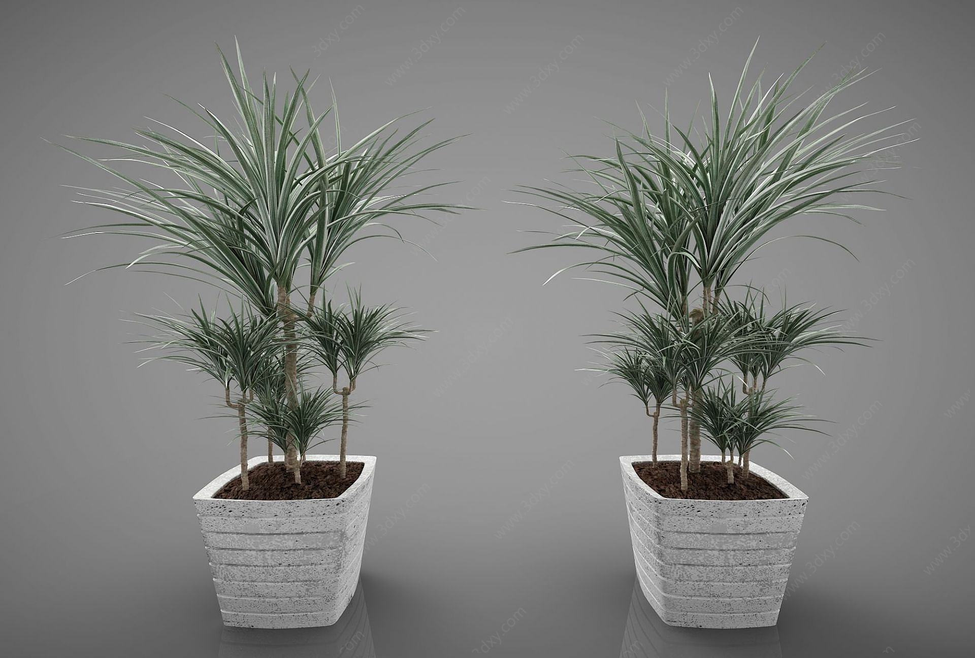 现代装饰植物3D模型