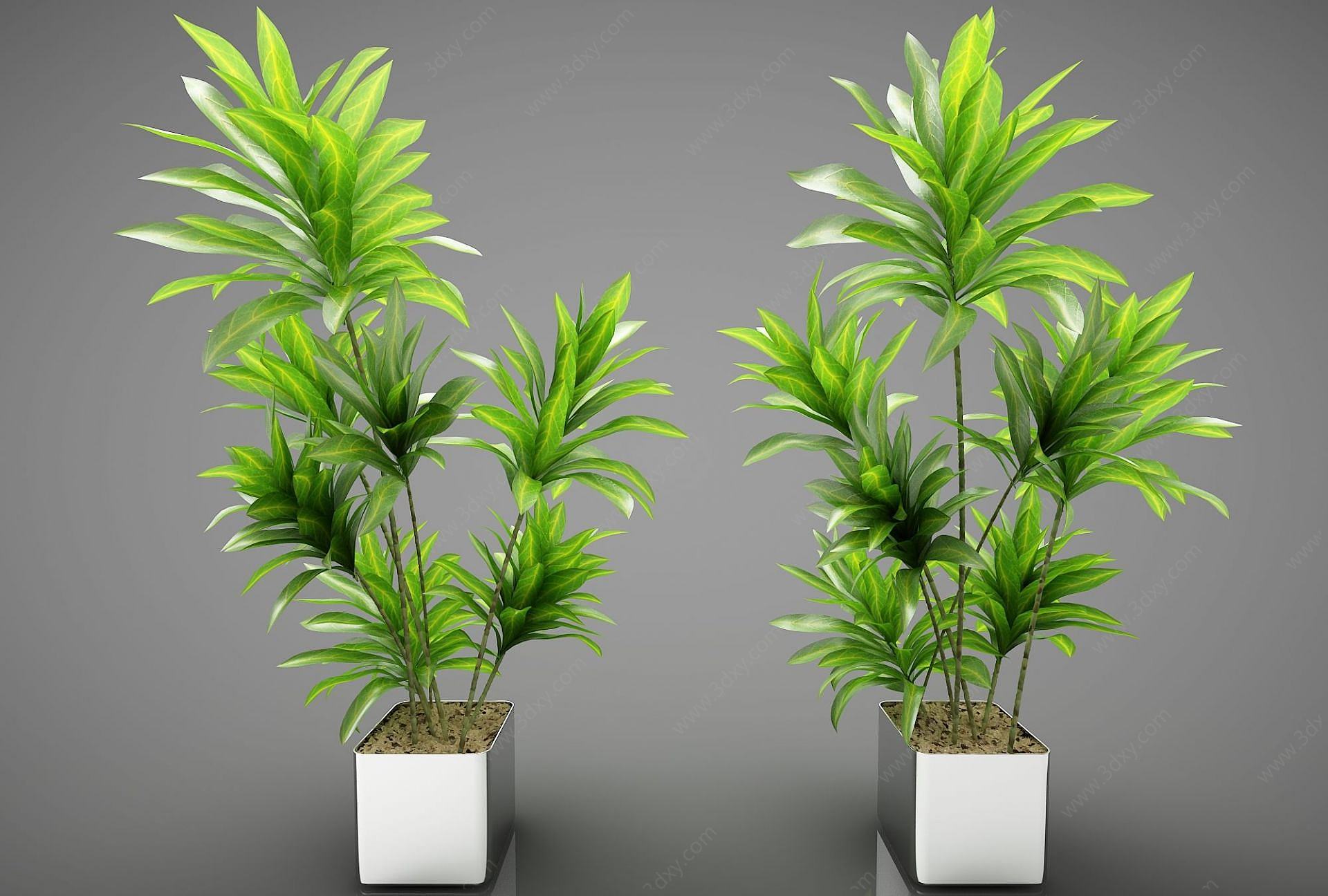 现代装饰植物3D模型