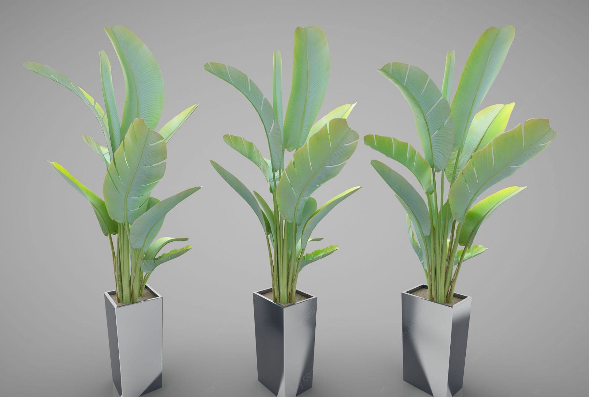 现代装饰植物3D模型