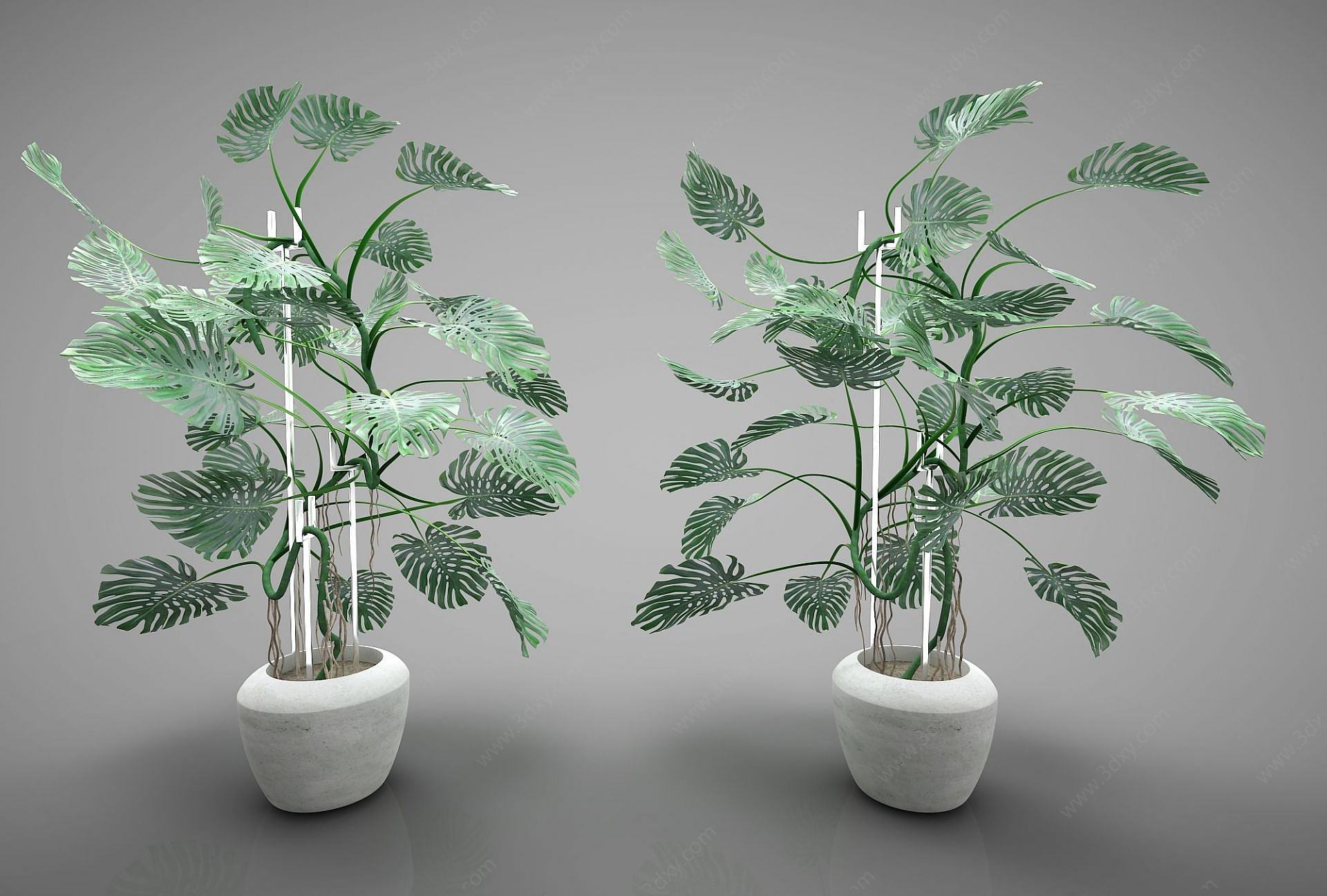 现代装饰植物3D模型