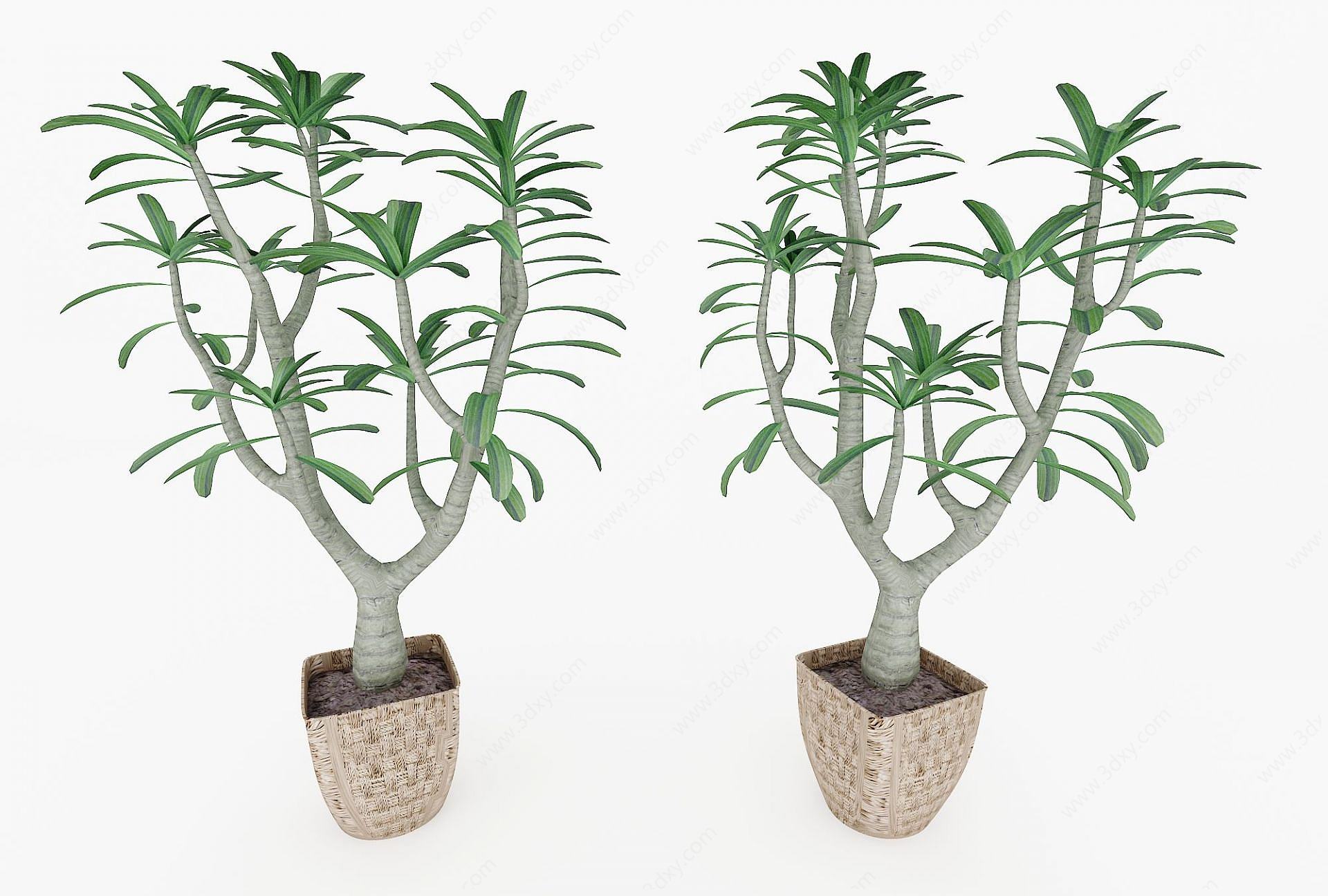 现代装饰植物3D模型