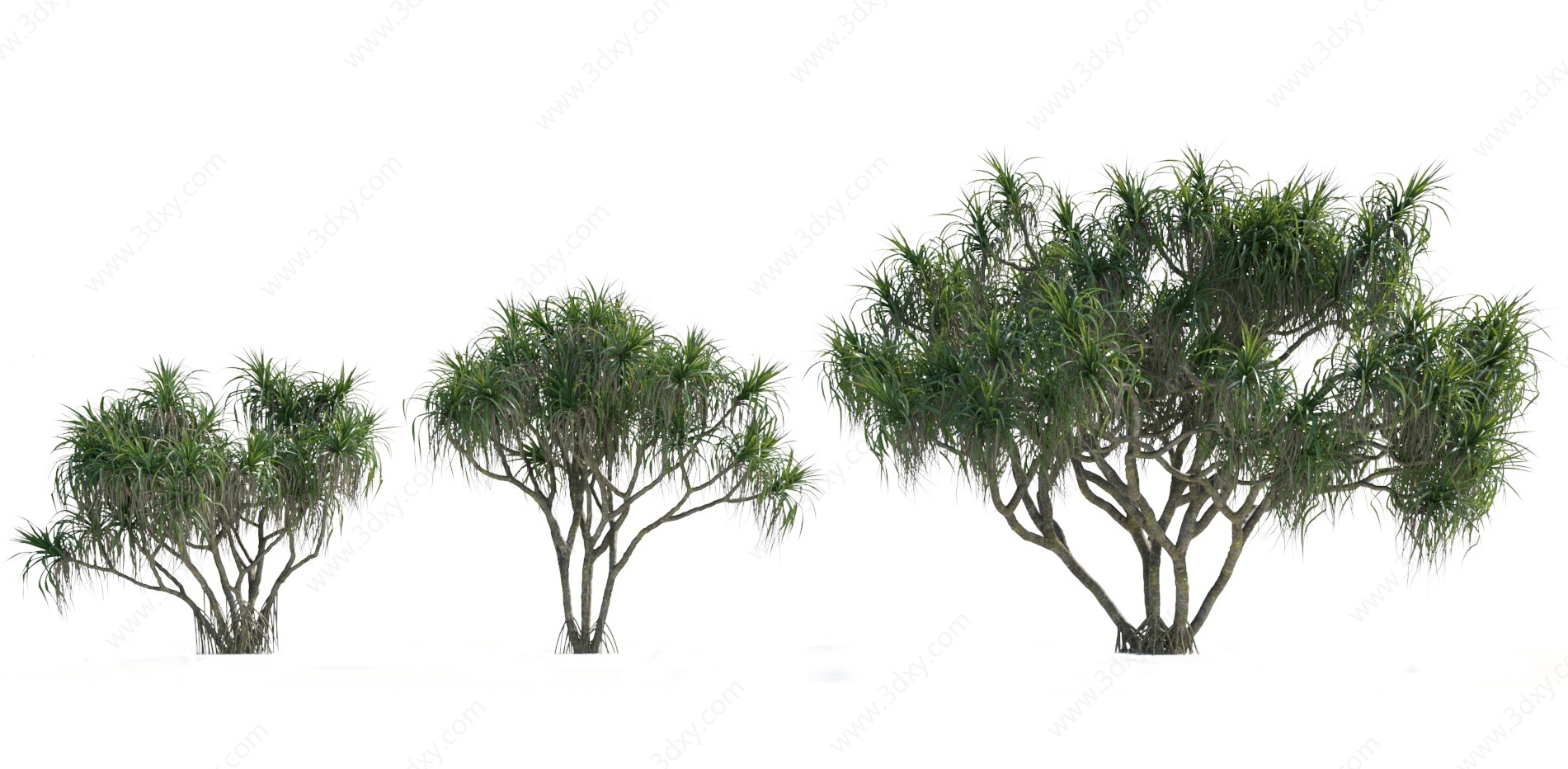 现代热带植物树木3D模型