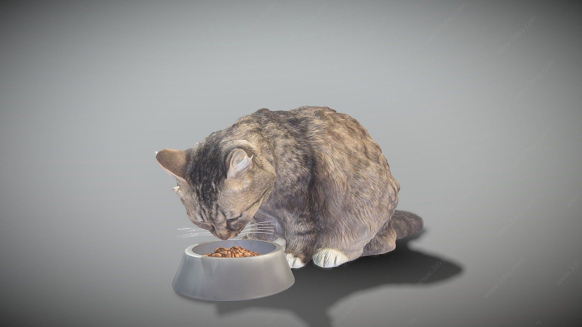 动物猫3D模型