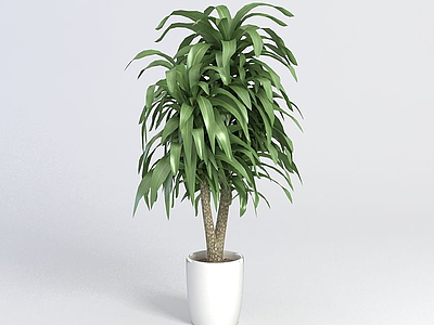 3d盆栽植物模型