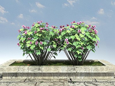 木芙蓉模型3d模型