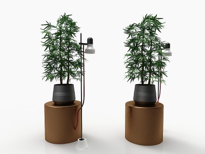 3d现代风格植物模型