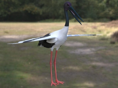 黑颈鹳凹嘴鹳生物动物3d模型